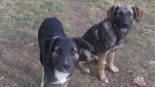ARON, Hund, Mischlingshund in Bulgarien - Bild 3