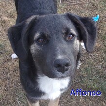 AFFONSO, Hund, Mischlingshund in Bulgarien - Bild 1
