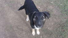AFFONSO, Hund, Mischlingshund in Bulgarien - Bild 3