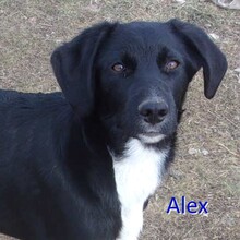 ALEX, Hund, Mischlingshund in Bulgarien - Bild 1