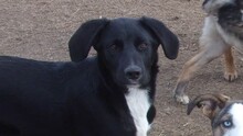 ALEX, Hund, Mischlingshund in Bulgarien - Bild 2