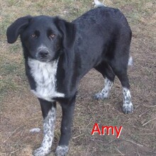 AMY, Hund, Mischlingshund in Bulgarien - Bild 1