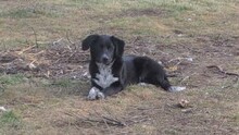 AMY, Hund, Mischlingshund in Bulgarien - Bild 2