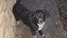 AMY, Hund, Mischlingshund in Bulgarien - Bild 3