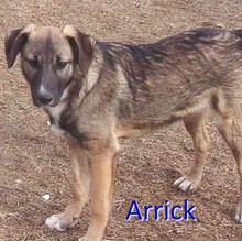 ARRICK, Hund, Mischlingshund in Bulgarien - Bild 1
