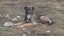 ARRICK, Hund, Mischlingshund in Bulgarien - Bild 2
