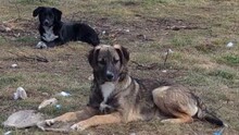 ARRICK, Hund, Mischlingshund in Bulgarien - Bild 3