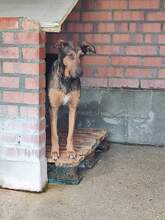 JOSEPHINE, Hund, Mischlingshund in Spanien - Bild 1