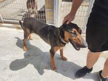 JOSEPHINE, Hund, Mischlingshund in Spanien - Bild 3