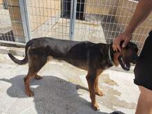 JOSEPHINE, Hund, Mischlingshund in Spanien - Bild 4