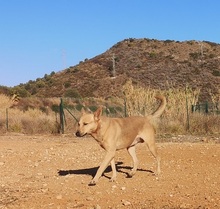 GUZMAN, Hund, Podenco-Mix in Spanien - Bild 19