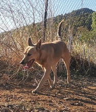 GUZMAN, Hund, Podenco-Mix in Spanien - Bild 24