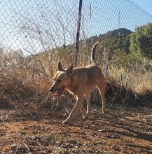 GUZMAN, Hund, Podenco-Mix in Spanien - Bild 8