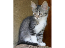 MILLA, Katze, Europäisch Kurzhaar in Rumänien - Bild 1