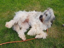 LOU, Hund, Mischlingshund in Beverstedt - Bild 4