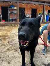 JACK, Hund, Deutscher Schäferhund in Spanien - Bild 16
