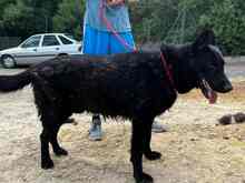 JACK, Hund, Deutscher Schäferhund in Spanien - Bild 18