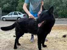 JACK, Hund, Deutscher Schäferhund in Spanien - Bild 19