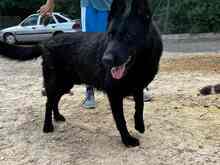 JACK, Hund, Deutscher Schäferhund in Spanien - Bild 20