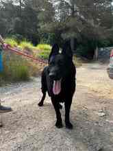 JACK, Hund, Deutscher Schäferhund in Spanien - Bild 21
