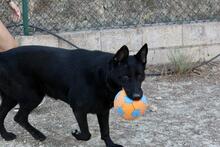 JACK, Hund, Deutscher Schäferhund in Spanien - Bild 3