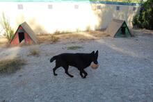 JACK, Hund, Deutscher Schäferhund in Spanien - Bild 7