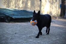 JACK, Hund, Deutscher Schäferhund in Spanien - Bild 8