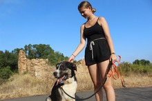 YACKO, Hund, Mastino Napoletano-Mix in Spanien - Bild 10