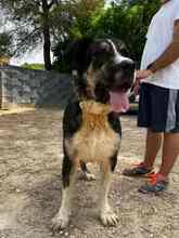 YACKO, Hund, Mastino Napoletano-Mix in Spanien - Bild 30