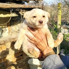 XANDRA, Hund, Mischlingshund in Bulgarien - Bild 2