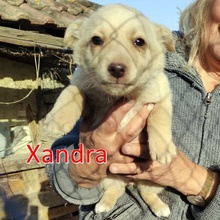 XANDRA, Hund, Mischlingshund in Bulgarien - Bild 3