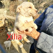 XILIA, Hund, Mischlingshund in Bulgarien - Bild 1