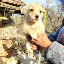XILIA, Hund, Mischlingshund in Bulgarien - Bild 2