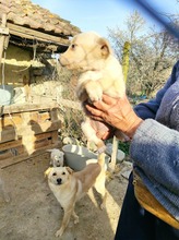 XILIA, Hund, Mischlingshund in Bulgarien - Bild 3