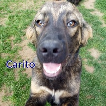 CARITO, Hund, Mischlingshund in Bulgarien - Bild 1