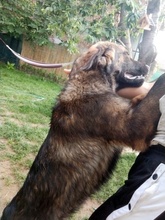 CARITO, Hund, Mischlingshund in Bulgarien - Bild 2