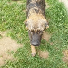 CARITO, Hund, Mischlingshund in Bulgarien - Bild 5
