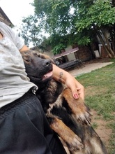 CARITO, Hund, Mischlingshund in Bulgarien - Bild 6