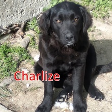CHARLIZE, Hund, Mischlingshund in Bulgarien - Bild 1