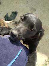 CHARLIZE, Hund, Mischlingshund in Bulgarien - Bild 2