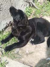 CHARLIZE, Hund, Mischlingshund in Bulgarien - Bild 3