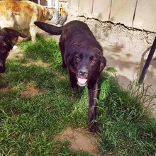 CHARLIZE, Hund, Mischlingshund in Bulgarien - Bild 5