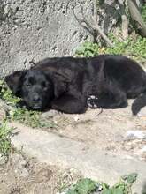 CHARLIZE, Hund, Mischlingshund in Bulgarien - Bild 6