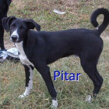 PITAR, Hund, Mischlingshund in Bulgarien - Bild 1