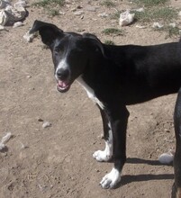 PITAR, Hund, Mischlingshund in Bulgarien - Bild 4
