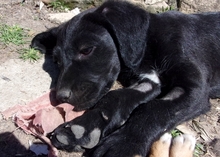 CHARLTON, Hund, Mischlingshund in Bulgarien - Bild 2
