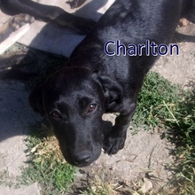 CHARLTON, Hund, Mischlingshund in Bulgarien - Bild 3