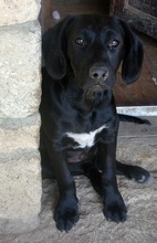 CHARLTON, Hund, Mischlingshund in Bulgarien - Bild 4