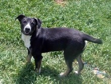 FERN, Hund, Mischlingshund in Bulgarien - Bild 5
