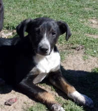 FERN, Hund, Mischlingshund in Bulgarien - Bild 6